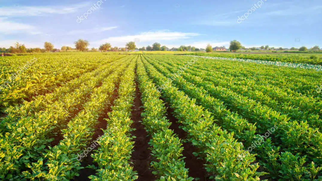 GK7 high-performance machinery for diverse open field vegetable cultivation.