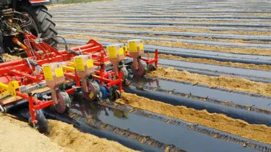 Multiple rows of plastic mulch perfectly laid by ORATEXCA GK7 BG series
