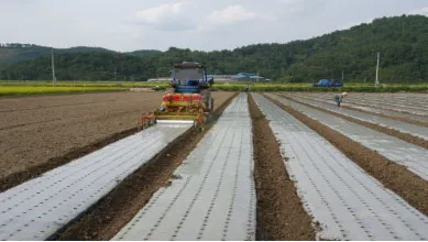 Overhead view showing perfect and tight plastic mulch laid by ORATEXCA GK7 BG-series