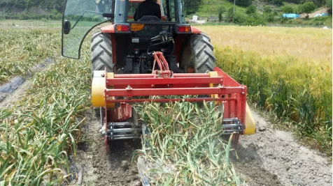 ORATEXCA GK7 stem crusher pulverizing garlic stalks in the field
