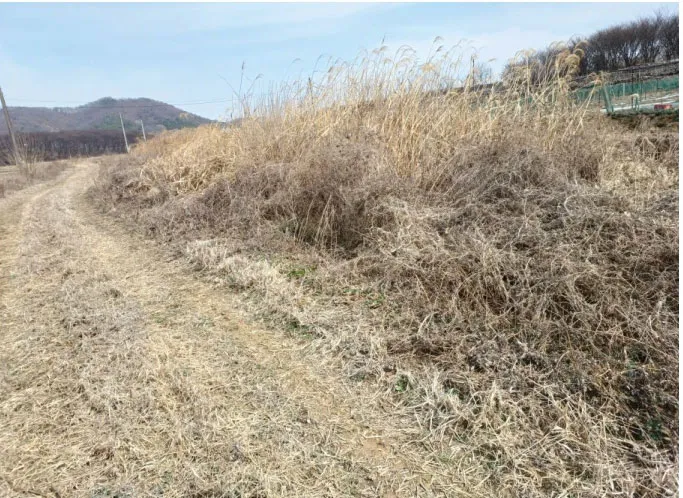 ORATEXCA GK7 JY mower clearing thick dry grass