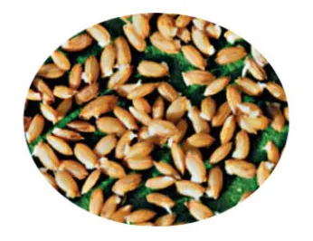 Perfectly germinated rice seeds using ORATEXCA GK7