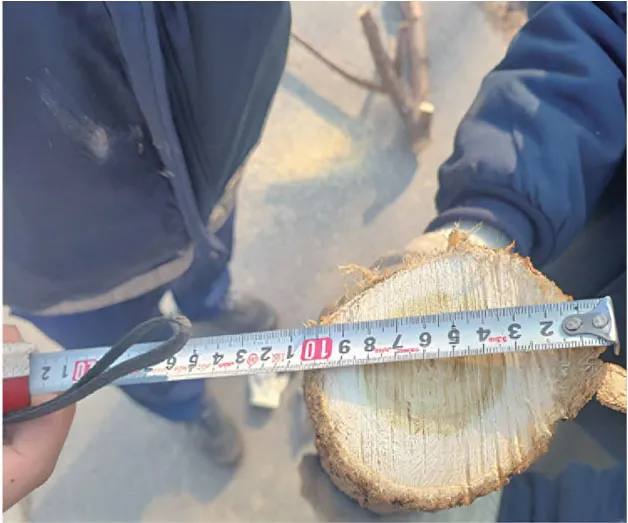 Measuring a 10cm thick log for ORATEXCA GK7 WCT wood chipper